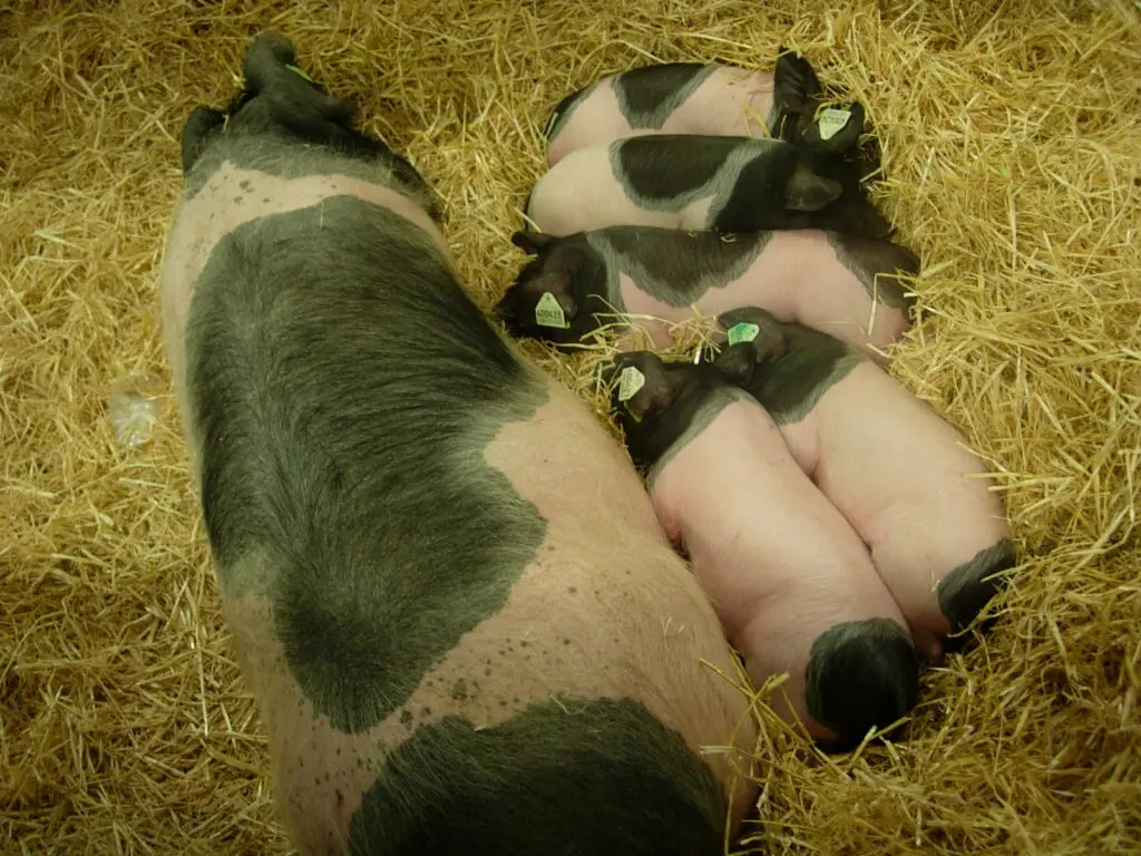 Salon de l'agriculture 2014 - DR Melle Bon Plan