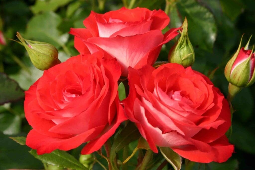 Ce week-end : Rendez-vous aux Jardins!