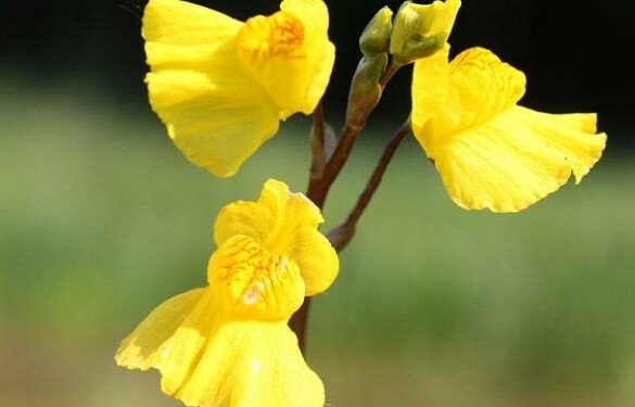 Une balade botanique gratuite au cœur de la forêt Notre-Dame