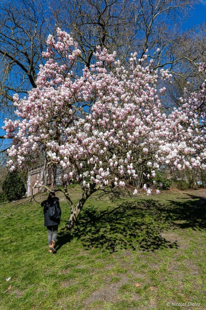 Magnolia en fleurs dans un parc de Gand, avec une personne marchant vers l'arbre.