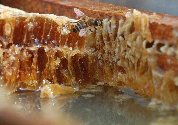 Fête du miel au parc Georges Brassens à Paris