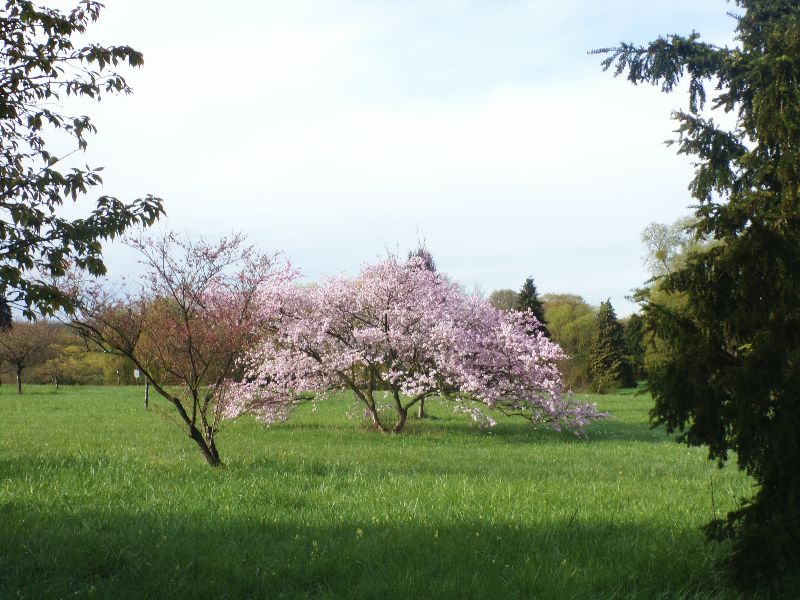 arboretum et serres de Chévreloup - DR Melle Bon Plan