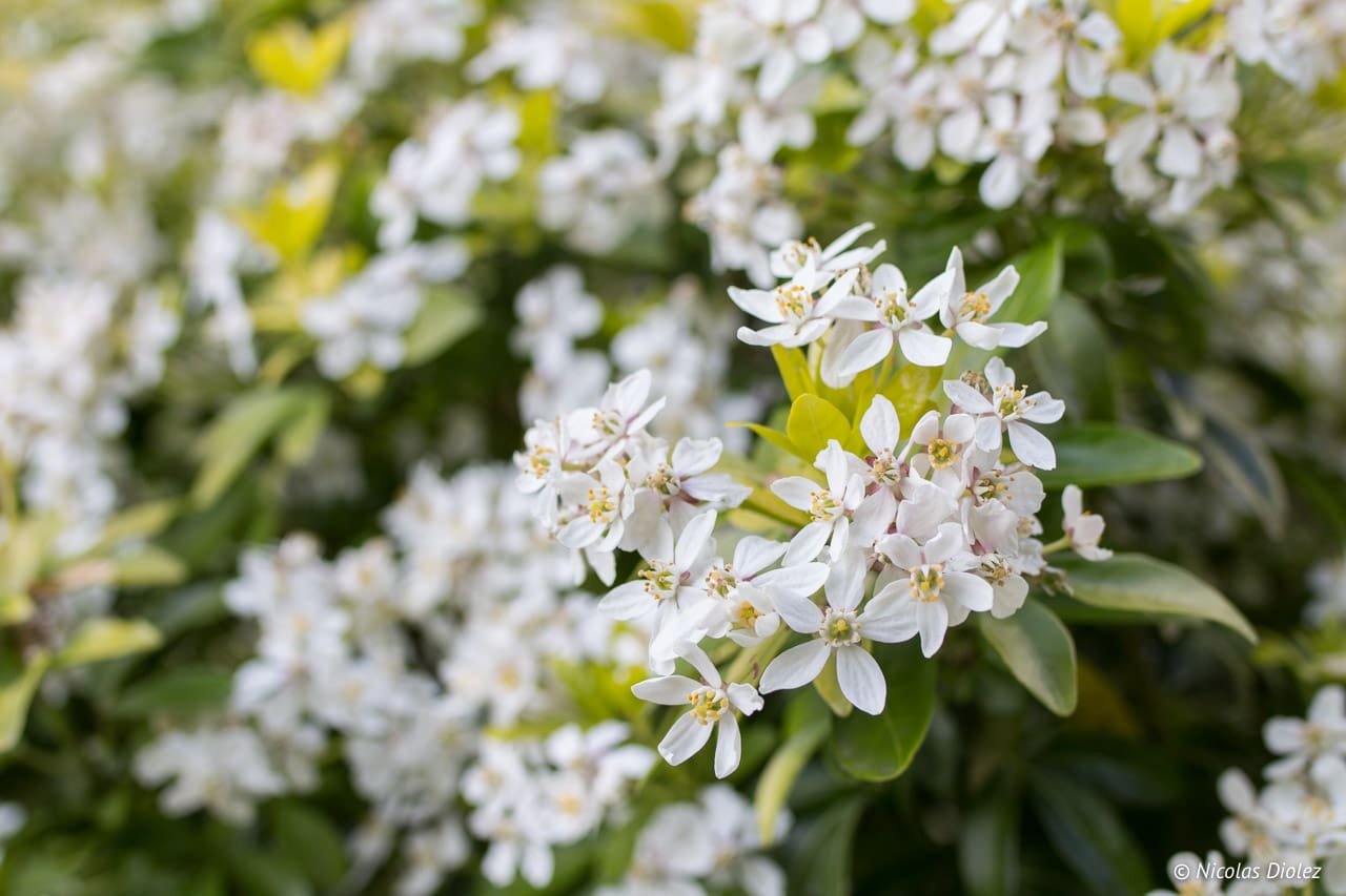Le Jardin dans tous ses états version 2017