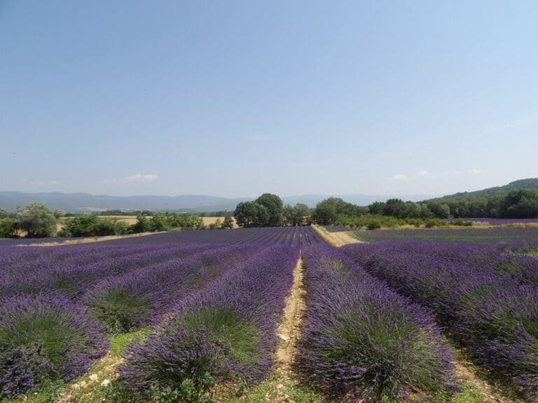 Het verblijf Provence Country Club van Madame Vacances