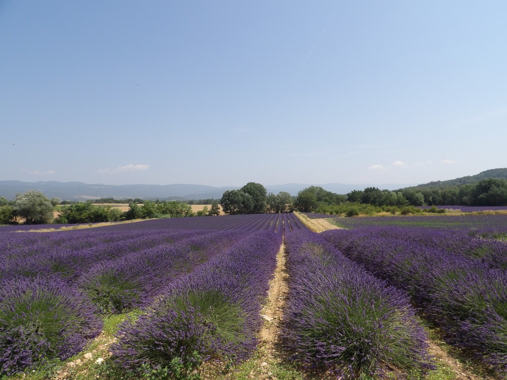 Lavande Provence - DR Melle Bon Plan 2017