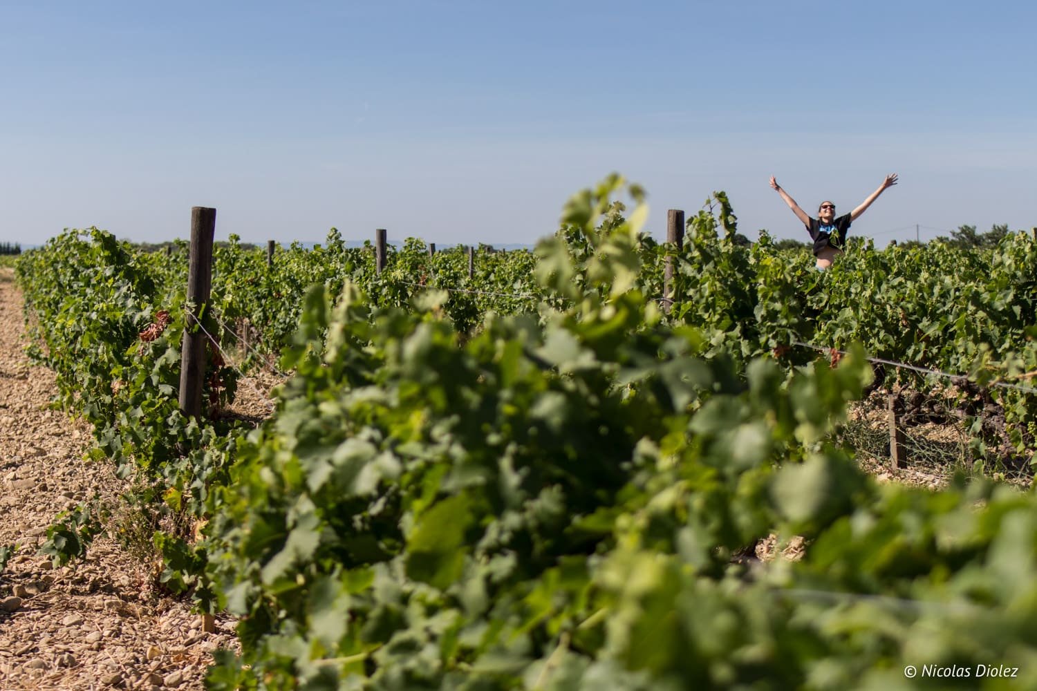 A la découverte des vignes de Vacqueyras