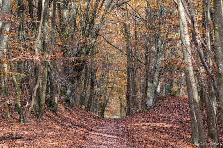 Een herfstig weekend in Barbizon