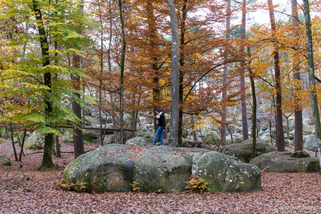 Forêt de Fontainebleau Barbizon - DR Nicolas Diolez 2017