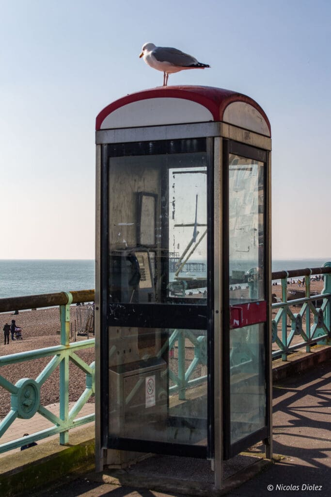 mouette sur cabine téléphonique plage Brighton