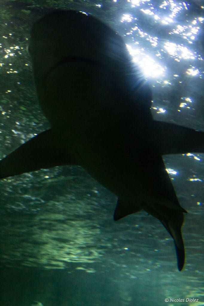 requin Aquarium Sealife Brighton
