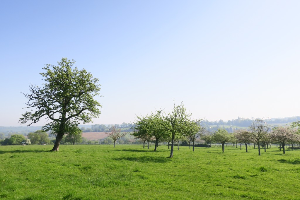 pommiers Domaine Antoine Marois Cambremer