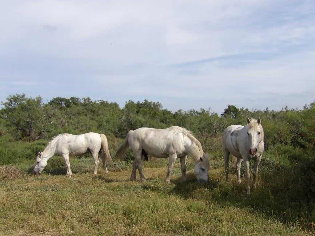 chevaux domaine de la Palissade Camargue