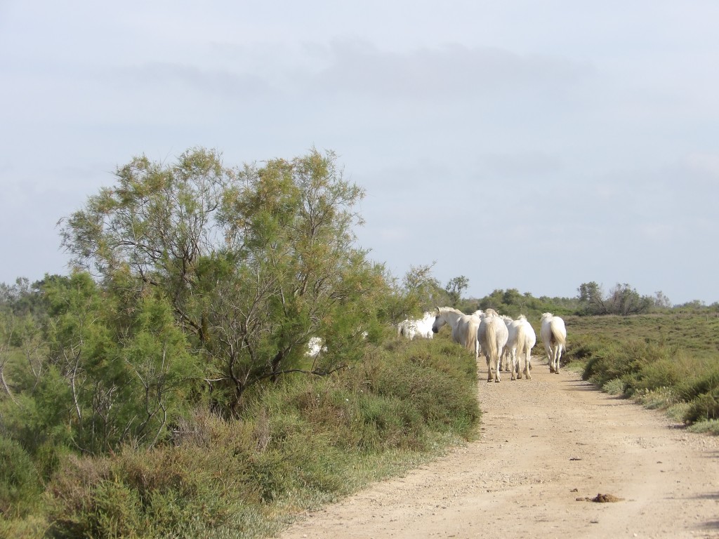 chevaux domaine de la Palissade Camargue