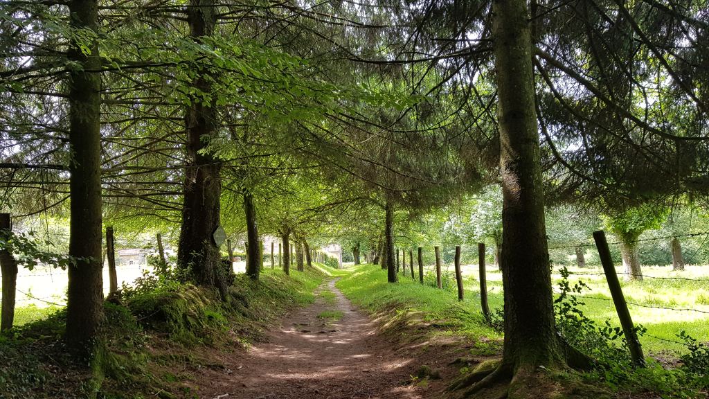 balade forêt Bagnoles de l'Orne