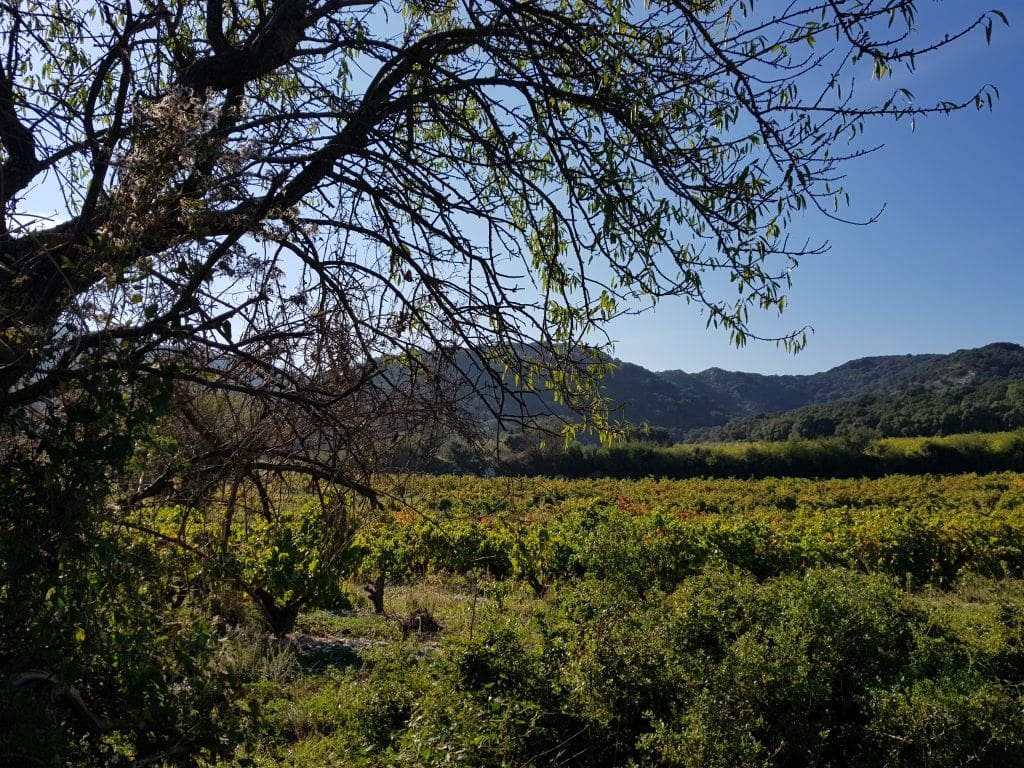 A la découverte des vins de Lirac