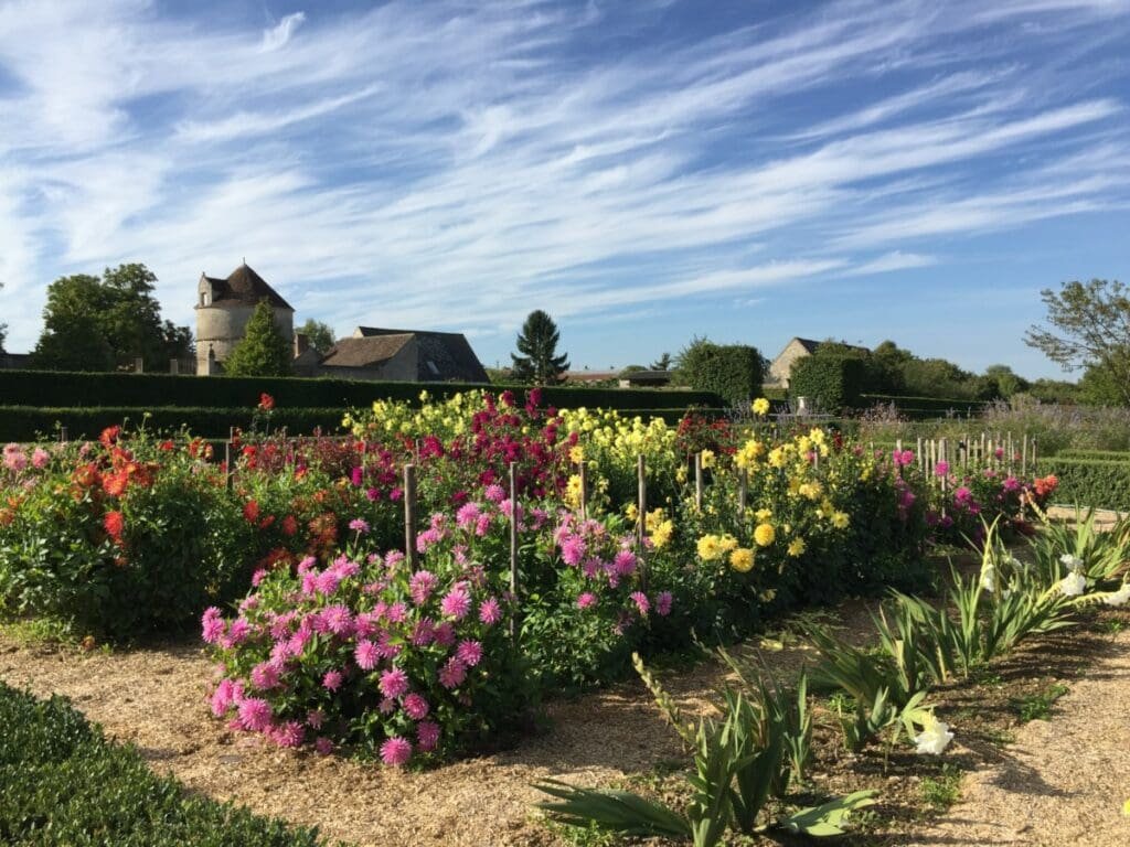 Jardin de dahlias fleuris devant une tour du château de Talcy, Val de Loire.