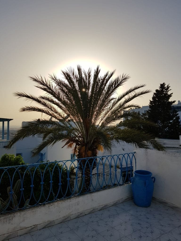 Musée Dar el-Annabi Sidi Bou Saïd - DR Melle Bon Plan 2019 Palmier sur une terrasse à Sidi Bou Saïd au coucher du soleil.