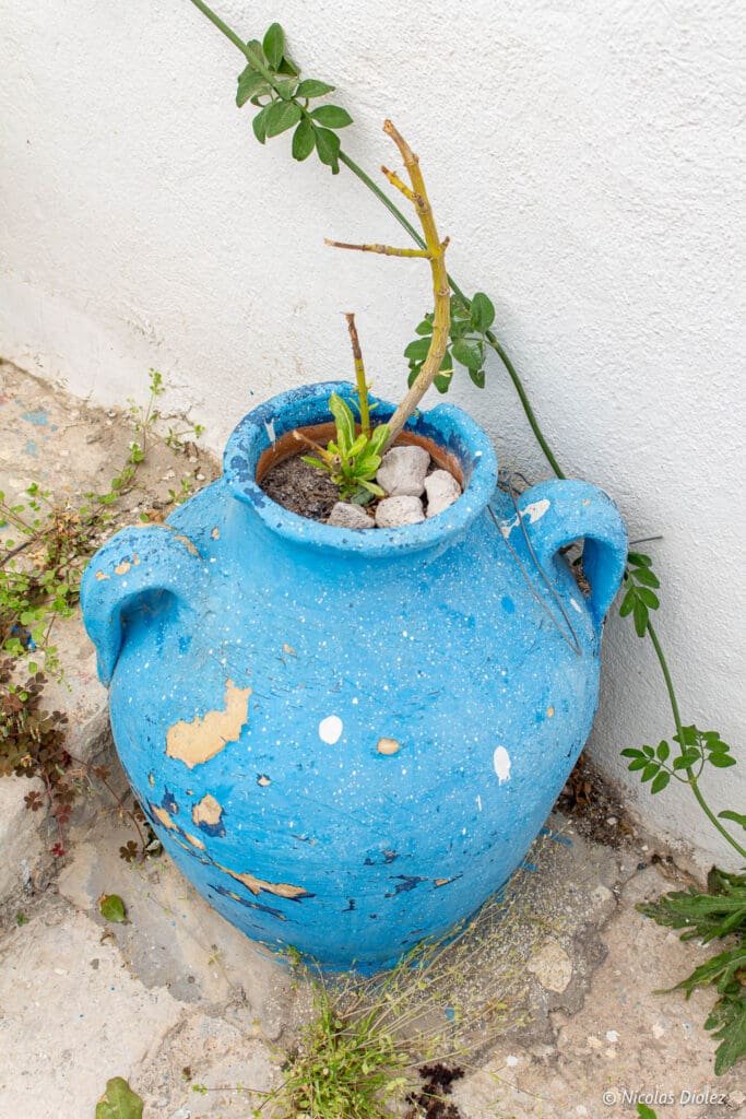 Pot bleu écaillé avec une jeune plante à côté d'un mur blanc à Sidi Bou Saïd.