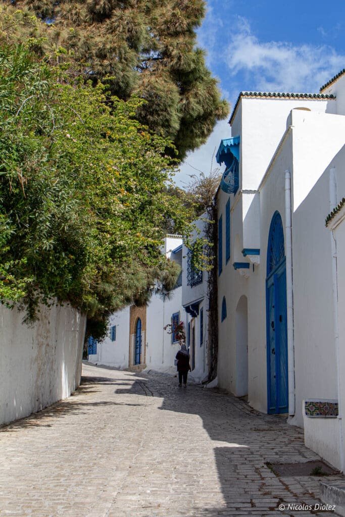 Ruelle pavée de Sidi Bou Saïd, murs blancs et portes bleues sous la verdure.