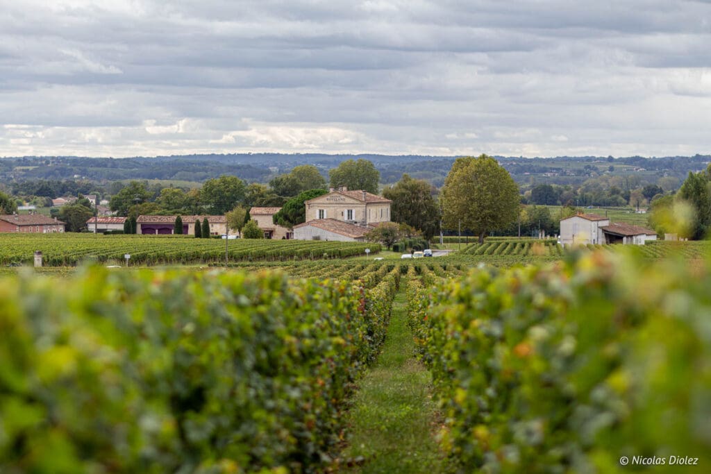 Vignes Château Angélus - DR Nicolas Diolez 2019