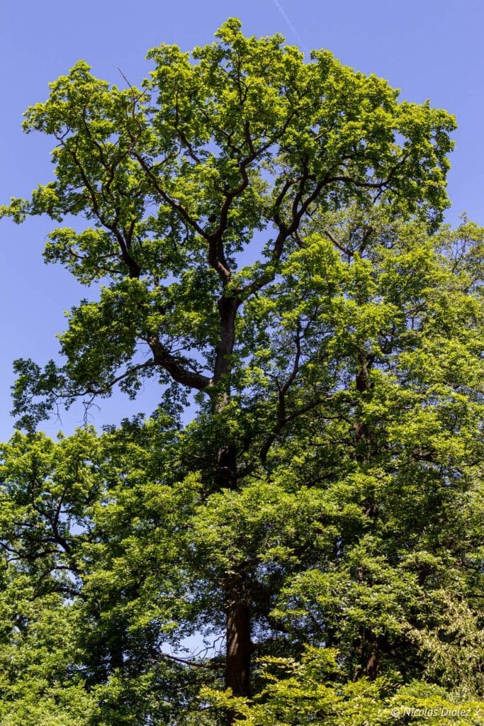 tree