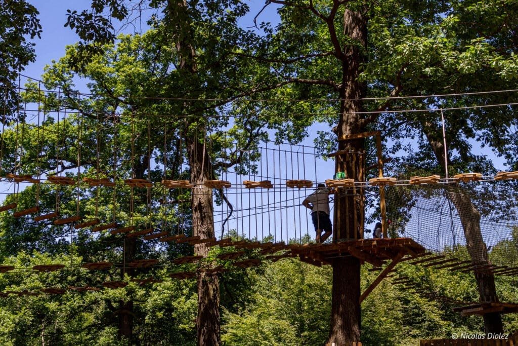 suspended bridge trees