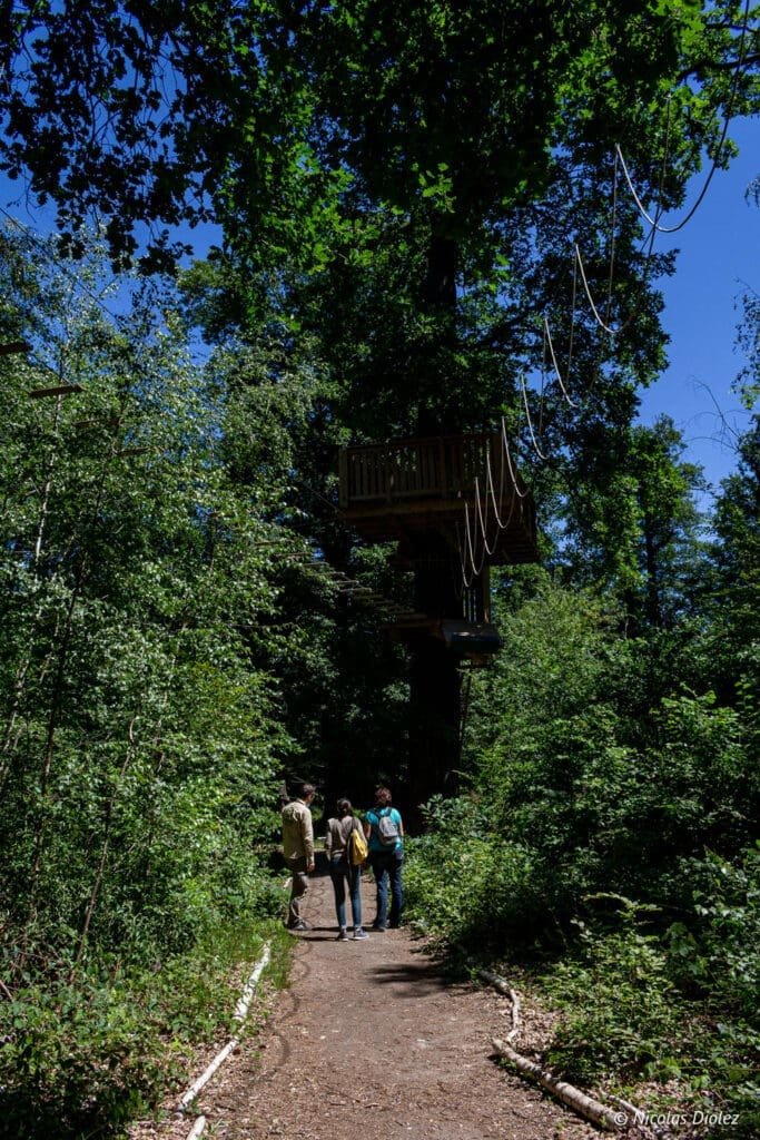 forest trees
