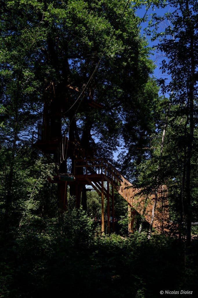 forest trees