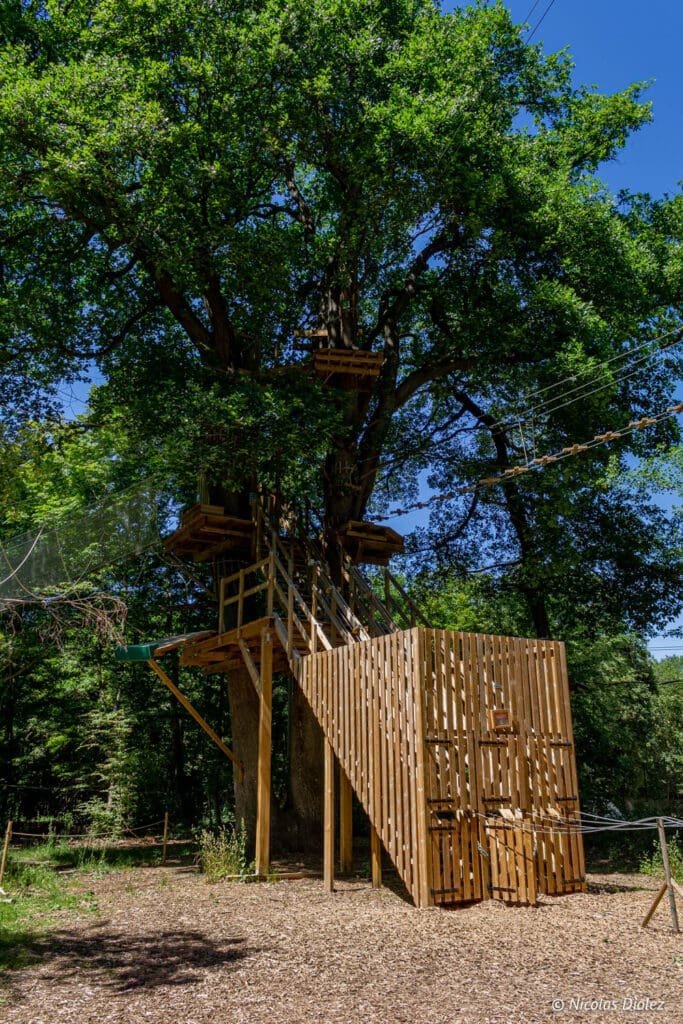 treetop adventure tree
