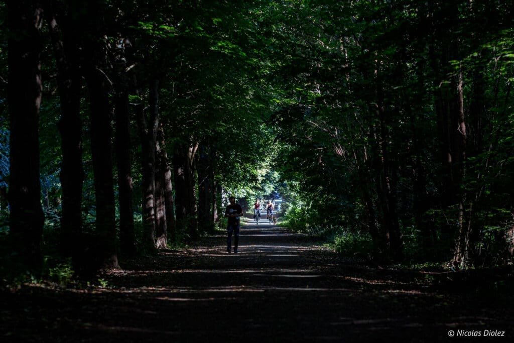 forest path and trees