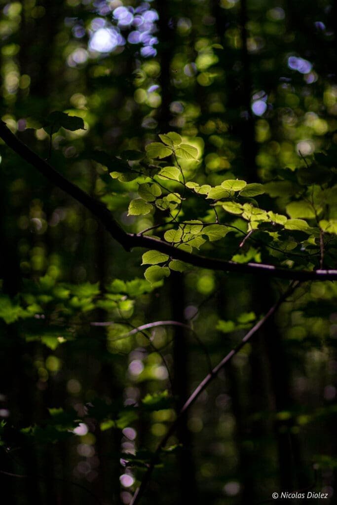 forest foliage