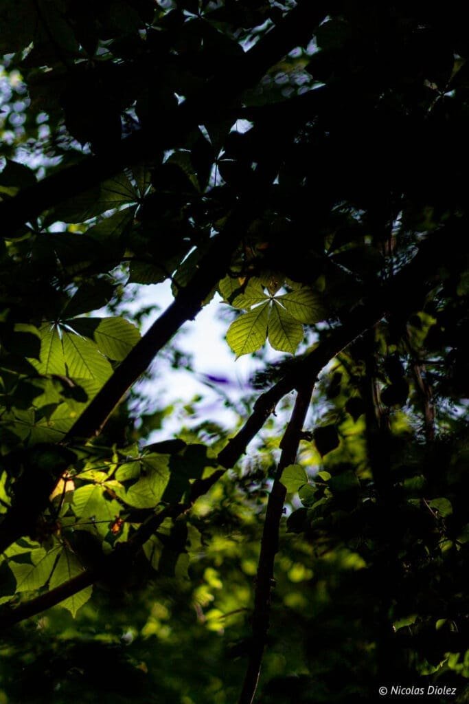 foliage