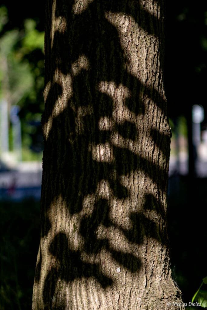 tree trunk