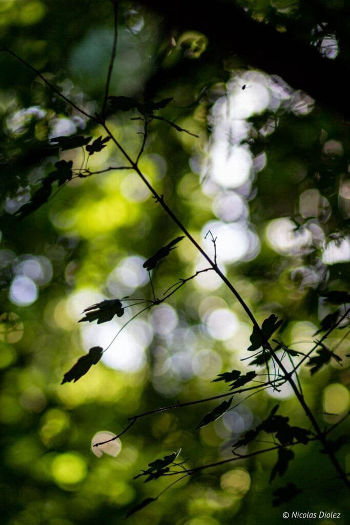 foliage