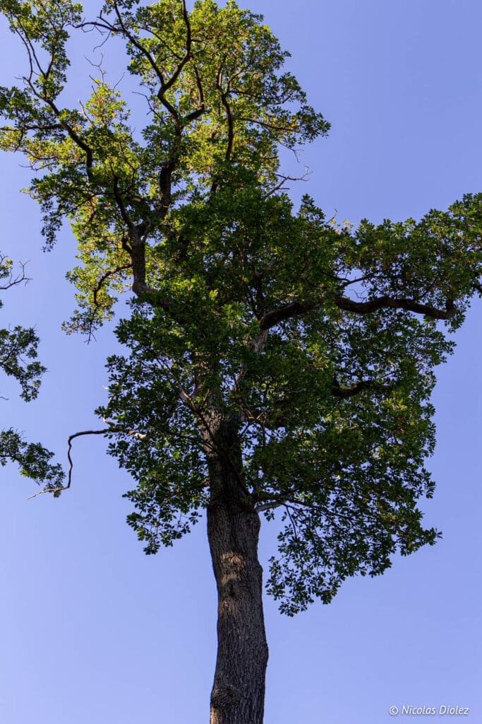 tree