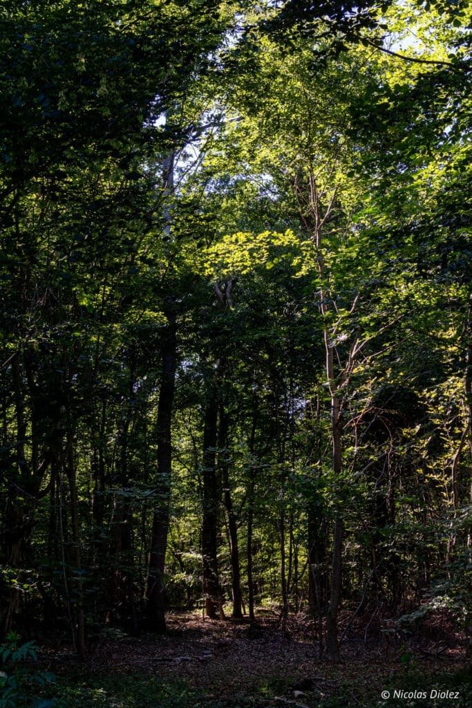 forest trees