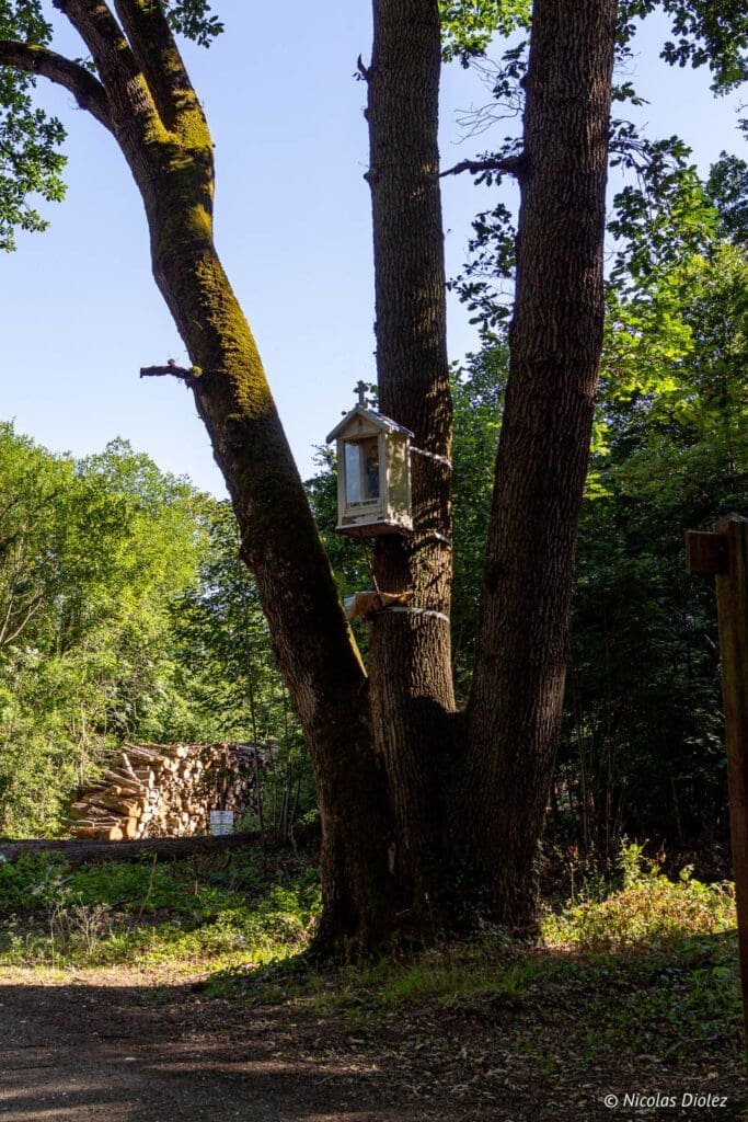 tree and oratory