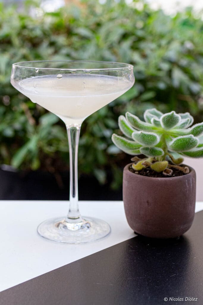 cocktail plante