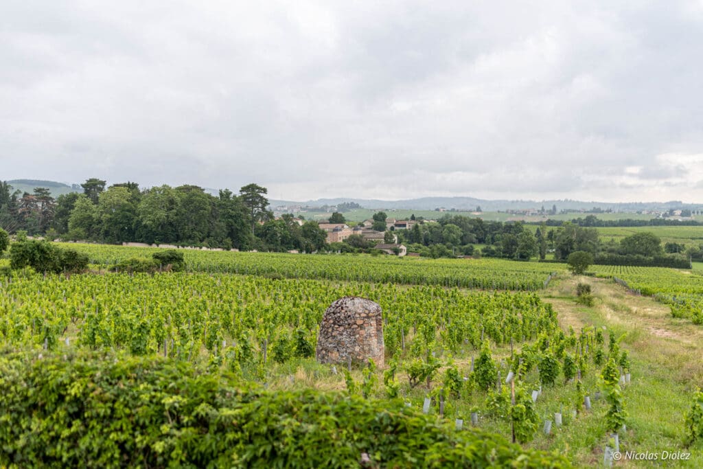 vignoble du Beaujolais