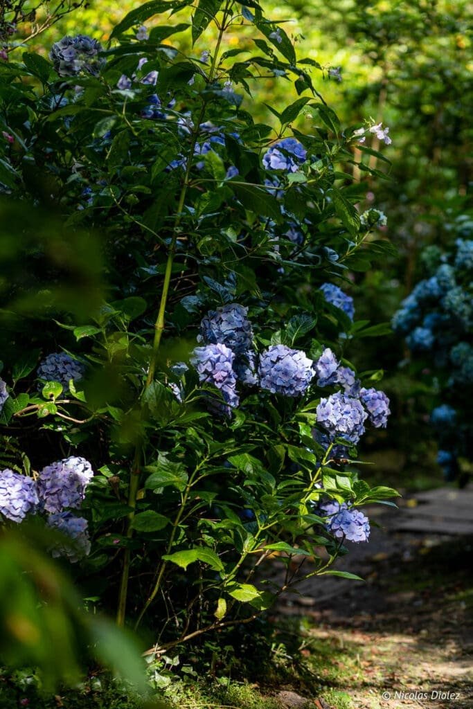 Hortensias bleues dans le Jardin en Hommage à Jacques Prévert, Cotentin.