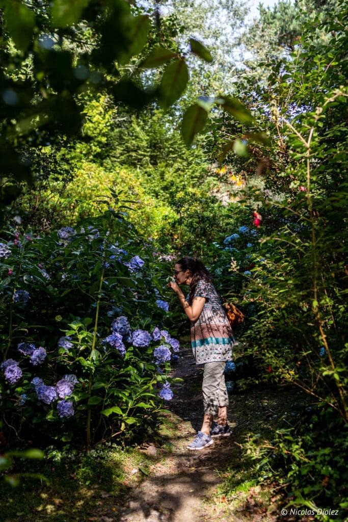 Femme humant des hortensias violets dans le Jardin en Hommage à Jacques Prévert, Cotentin.