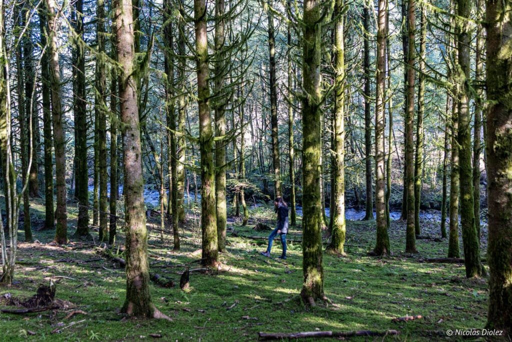 Randonnée en forêt moussue des Vosges du Sud près d'une rivière.