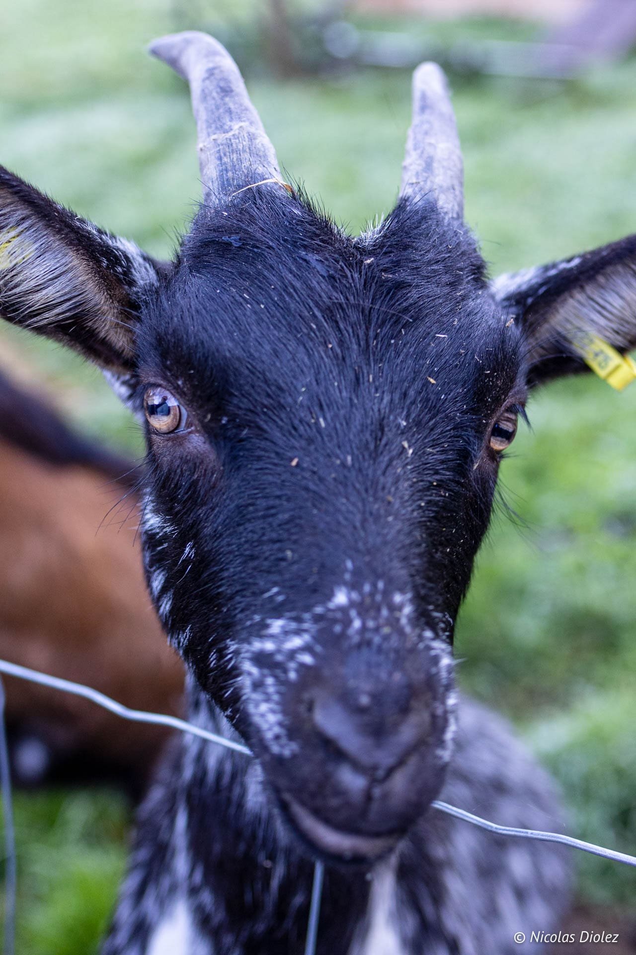 Grosse chèvre noire aux cornes courtes près d'une clôture dans les Vosges du Sud.