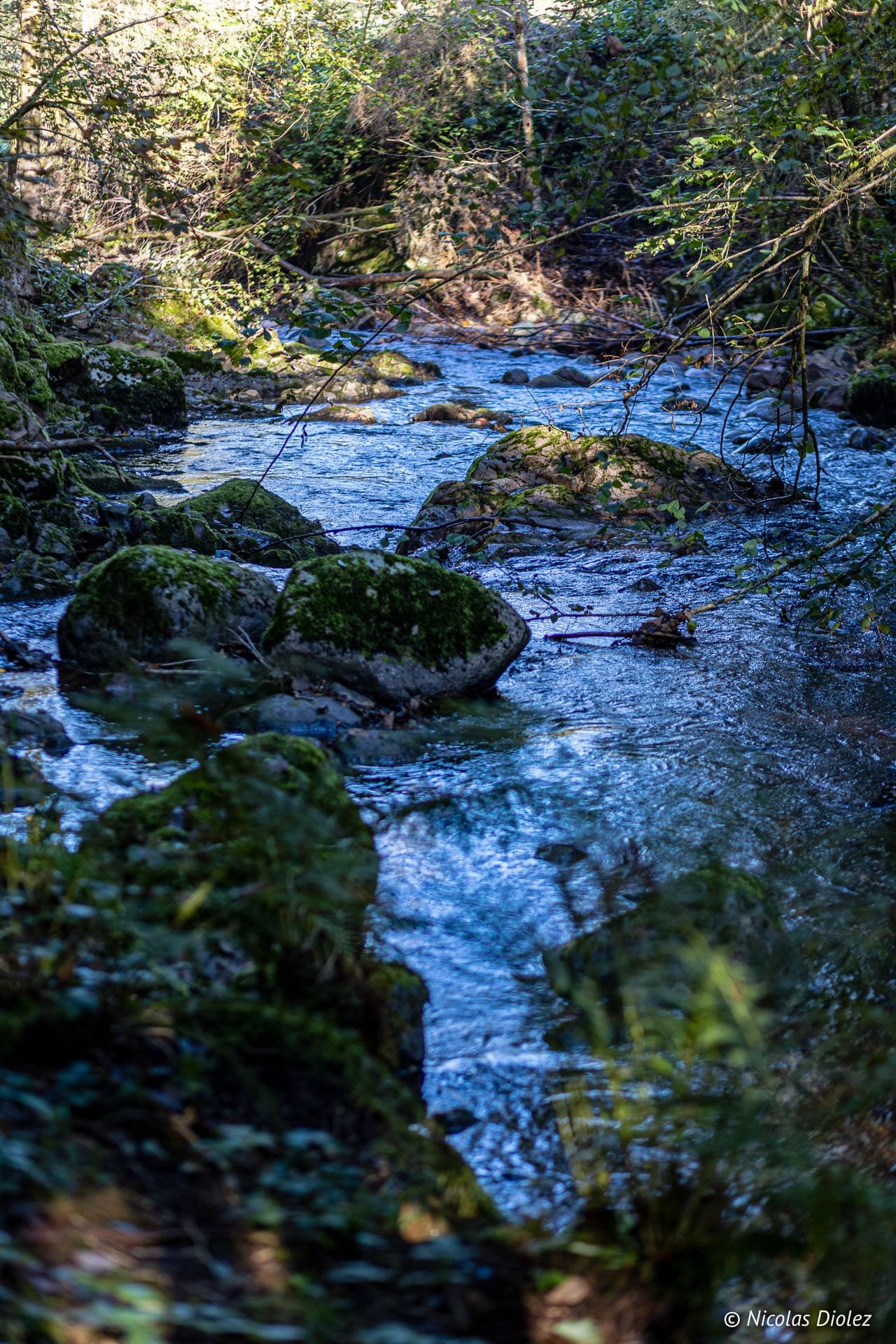 Ruisseau de montagne avec rochers couverts de mousse dans les Vosges du Sud.