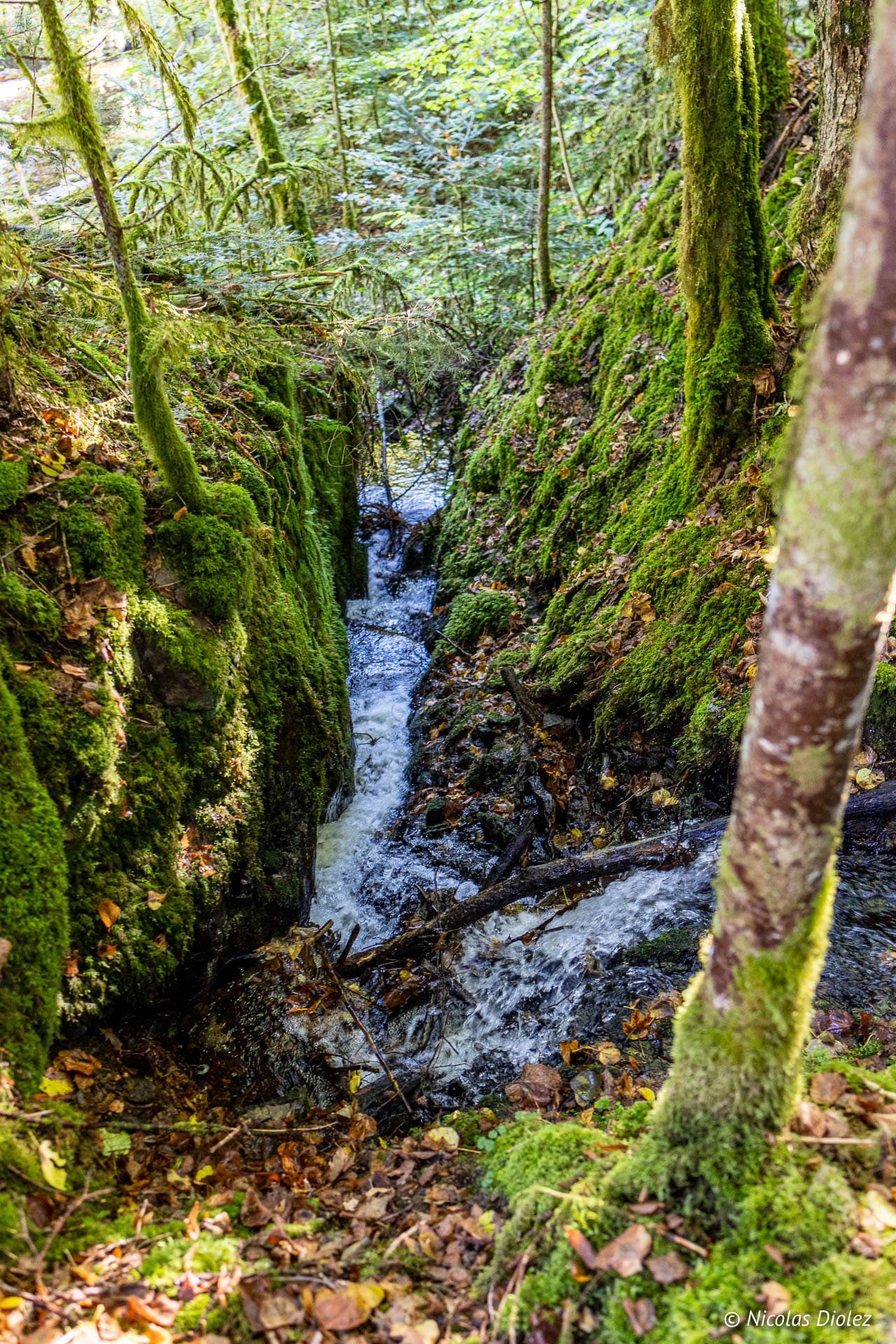 Ruisseau dans une gorge forestière aux parois moussues des Vosges du Sud.