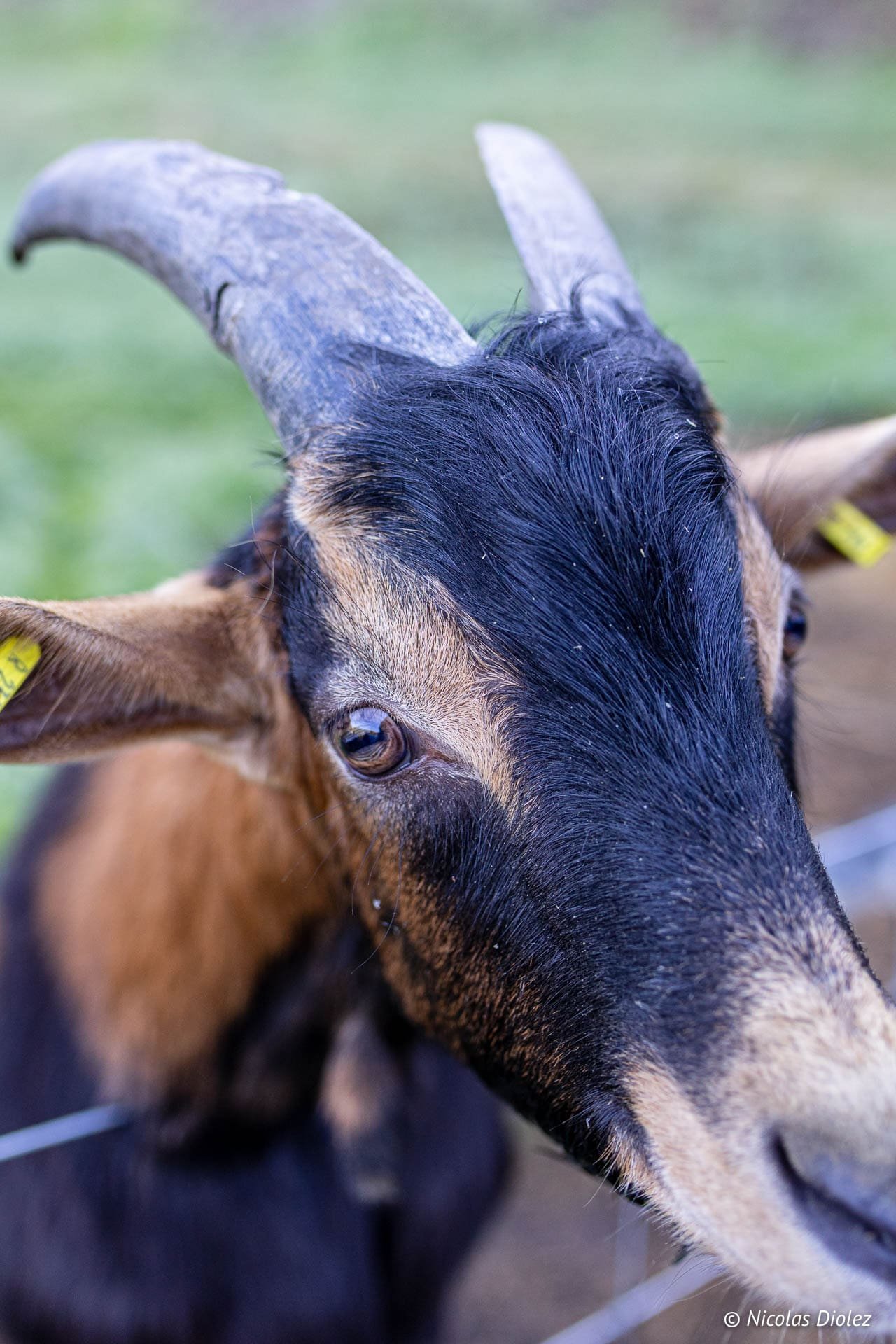 Chèvre à cornes de la Chèvrerie des Bois Paturés, Vosges du Sud.