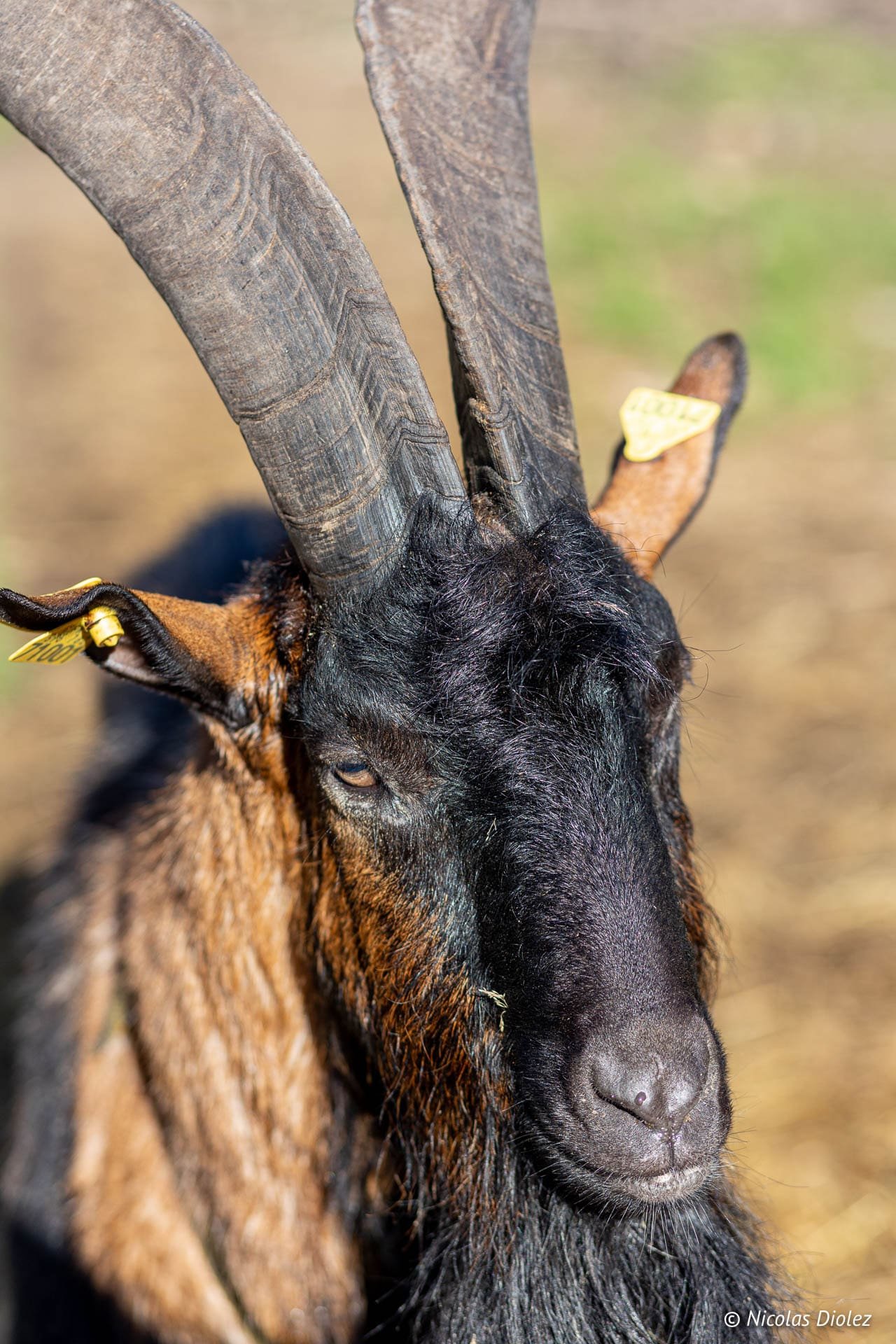 Chèvre aux longues cornes à la Chèvrerie des Bois Pâturés, Vosges du Sud.