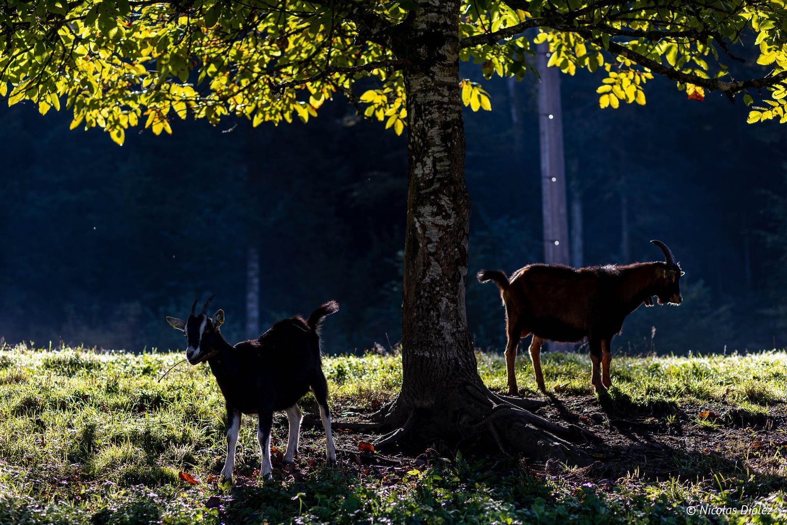 Chèvres à La Chèvrerie des Bois Pâturés dans les Vosges du Sud.
