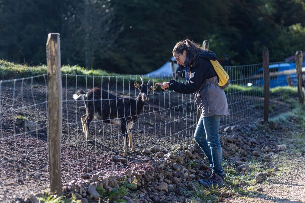 Femme nourrissant une chèvre à travers une clôture à la Chèvrerie des Bois Pâturés.