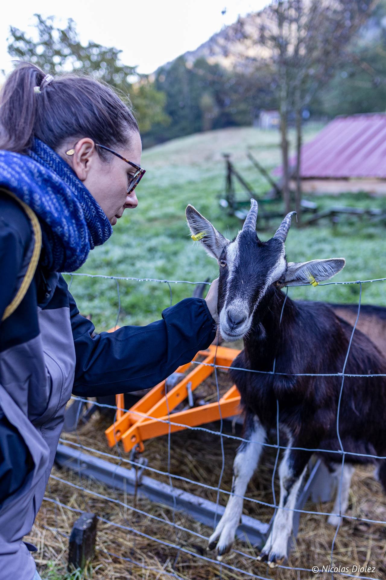 Femme caressant une chèvre noire à la Chèvrerie des Bois Pâturés, Vosges du Sud.